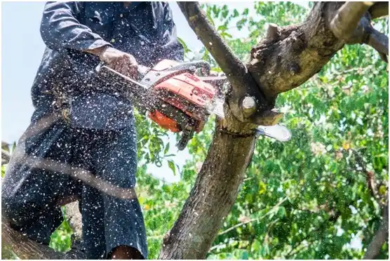 tree services Mifflin